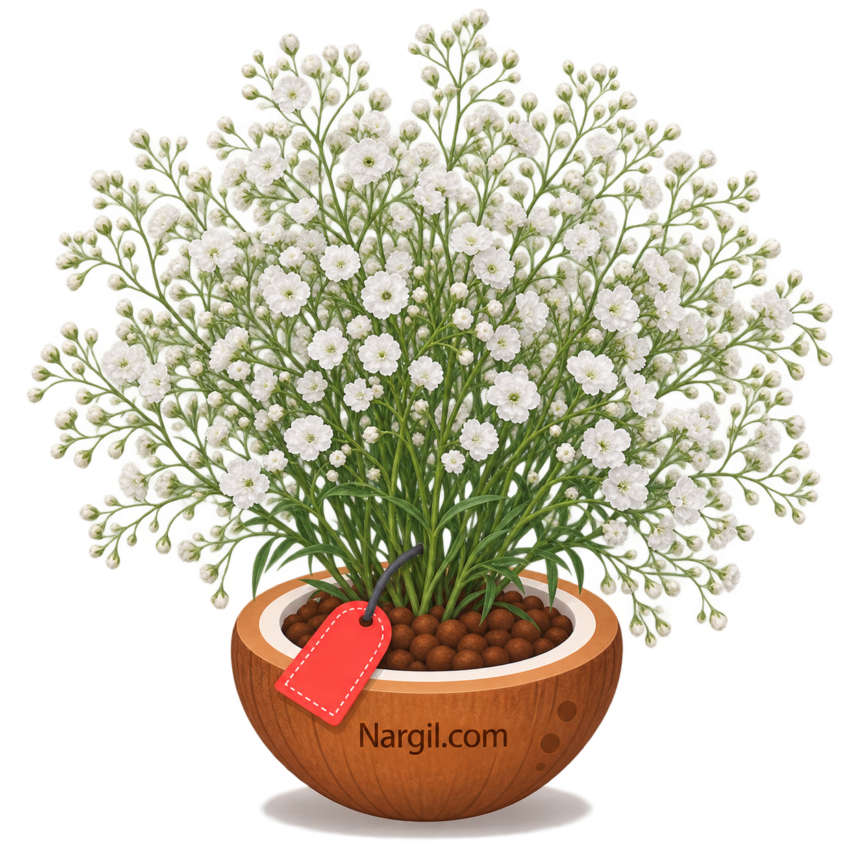 Nargil_Gypsophila Paniculata